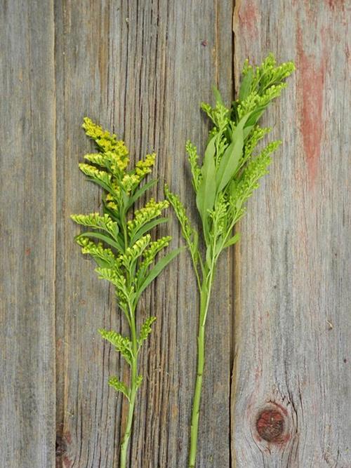 TARA SOLIDAGO YELLOW ASTER